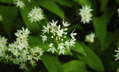 Foraging and Using Wild Garlic in Dorset