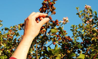 Blackberry season is here again
